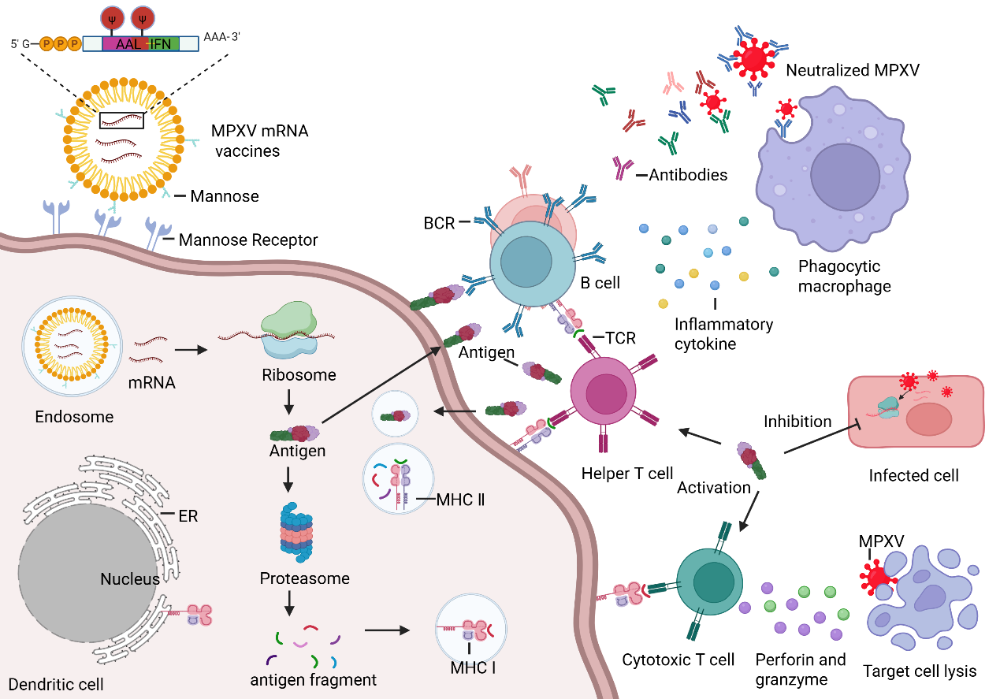 A multivalent mRNA vaccine elicits robust immune responses and confers protection in a murine model of monkeypox virus infection